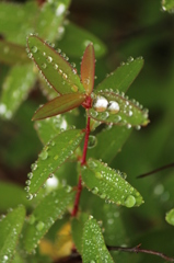 雨上がり