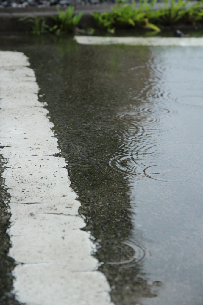 みずたまり