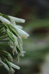 アガパンサス アガパンサス