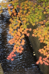 もみじ