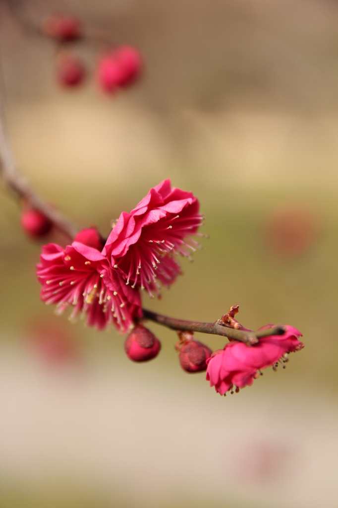 紅梅＠梅林