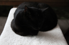 ねごこちはいかが。