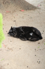 背中がかゆいのらねこ