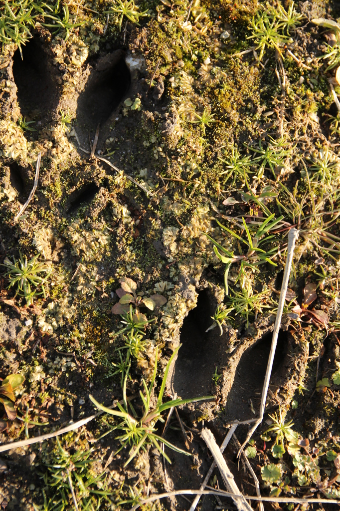 だれのあしあと