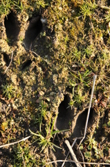 だれのあしあと