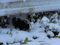 雪の日のおかあさん登場　1
