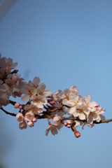 桜