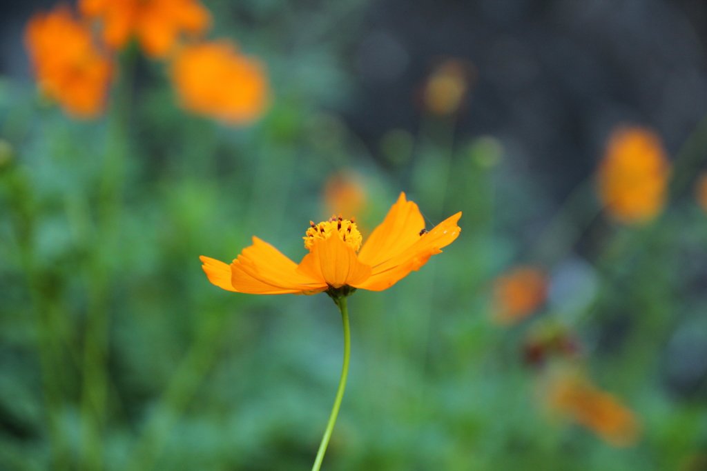 キバナコスモス