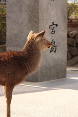 何見てるの
