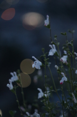 日没