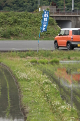 たんぼ