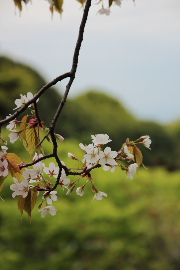 葉桜