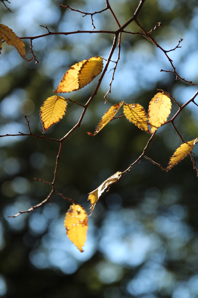 きらきらすけて