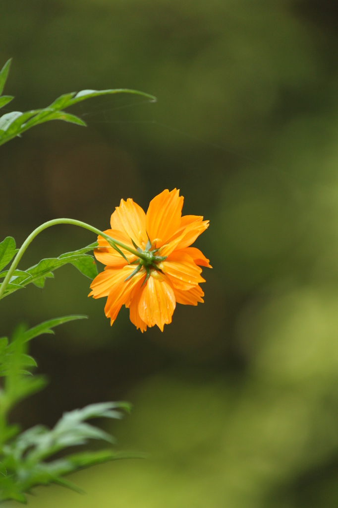 キバナコスモス