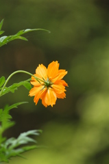 キバナコスモス