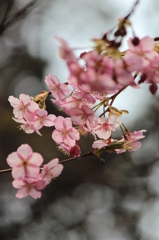 河津桜
