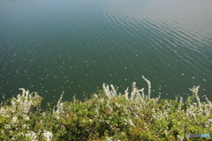 水面