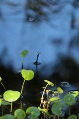水草