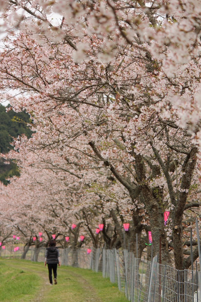 千本桜＠美波羅川