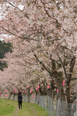 千本桜＠美波羅川