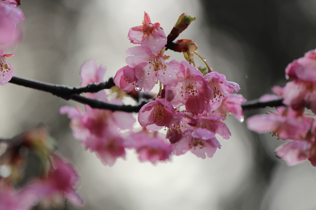河津桜