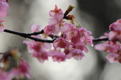 河津桜 河津桜