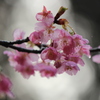 河津桜