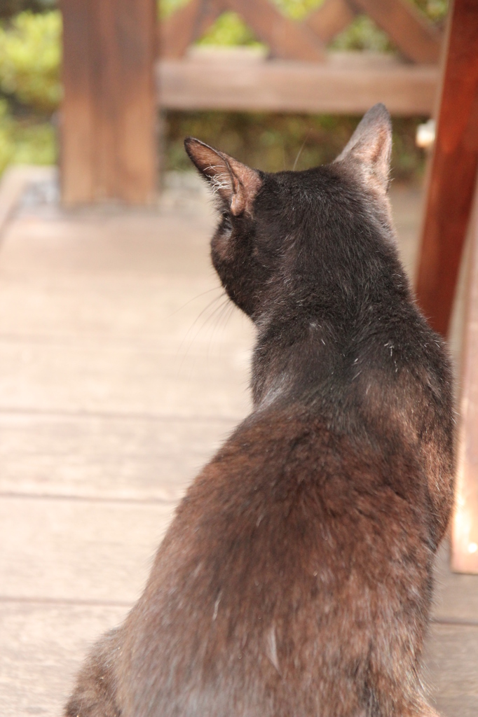くろねこかあさん