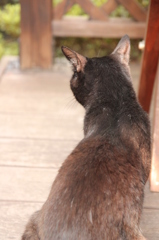 くろねこかあさん くろねこかあさん