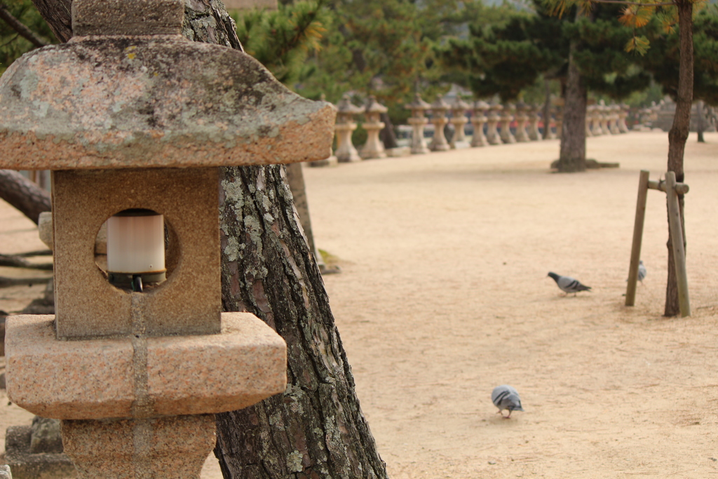 灯籠と鳩