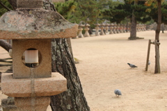 灯籠と鳩