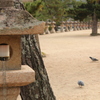 灯籠と鳩