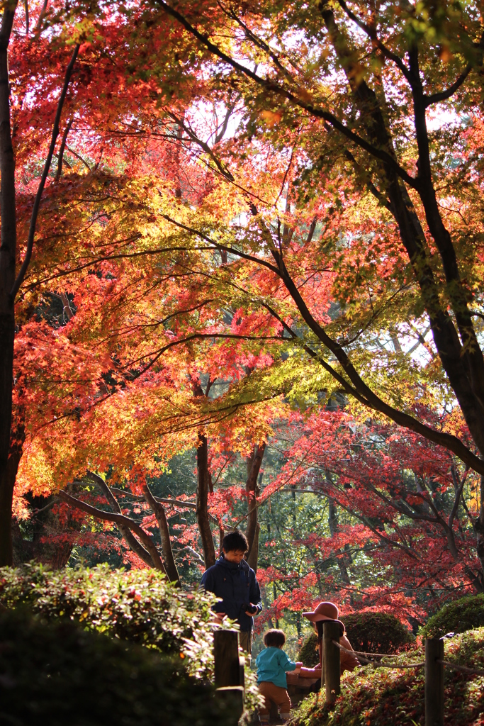 紅葉