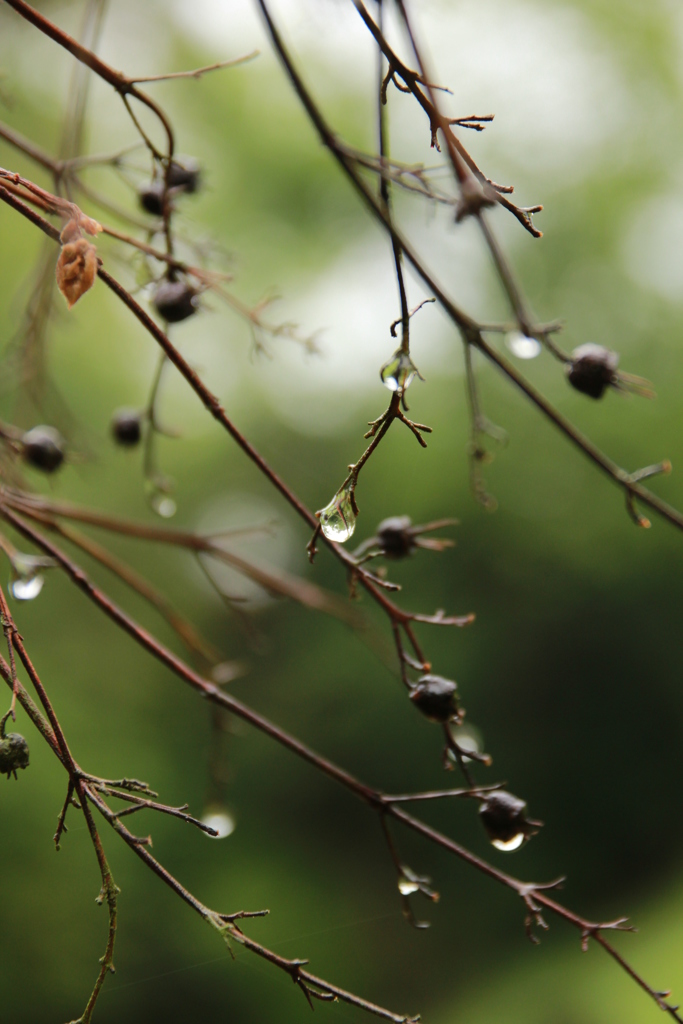 雨上がり