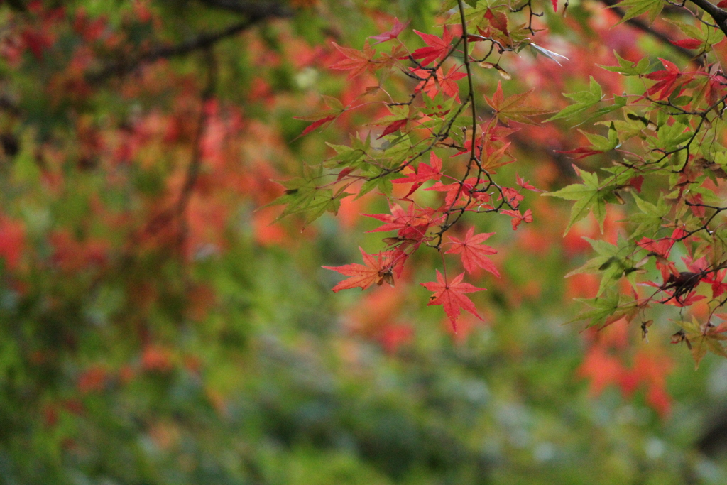 紅葉