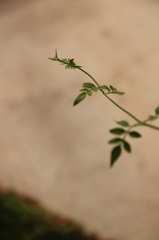 新芽