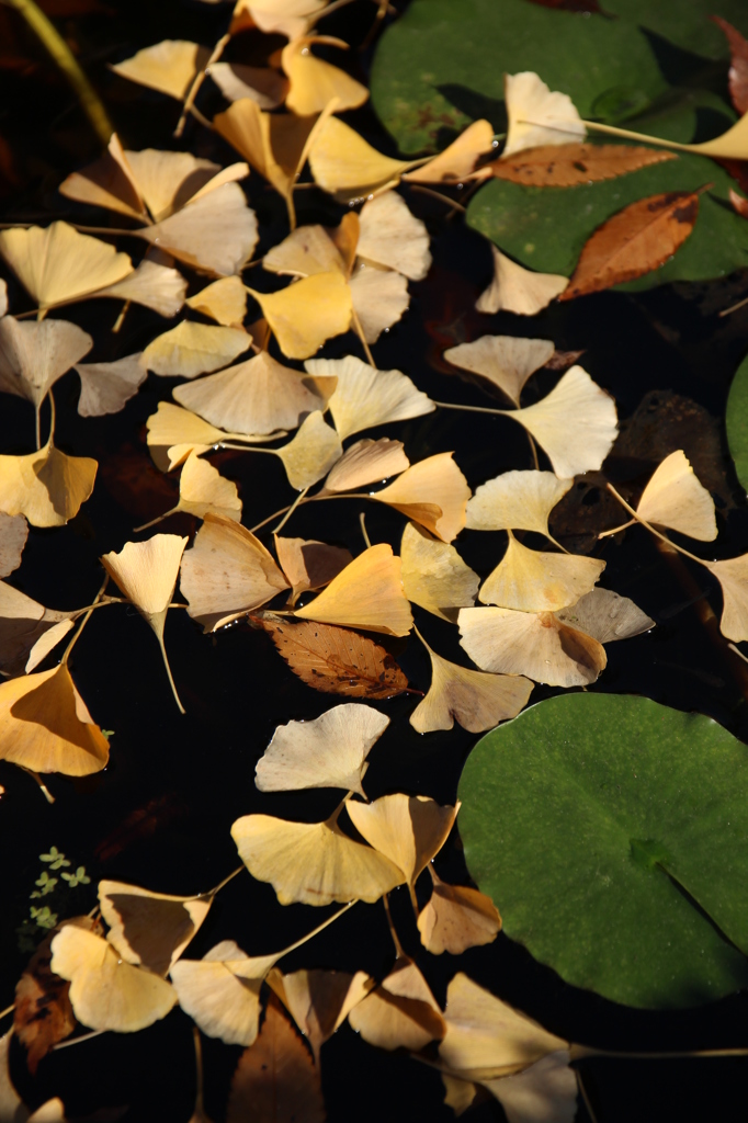 銀杏と蓮