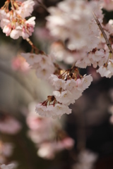 しだれ桜