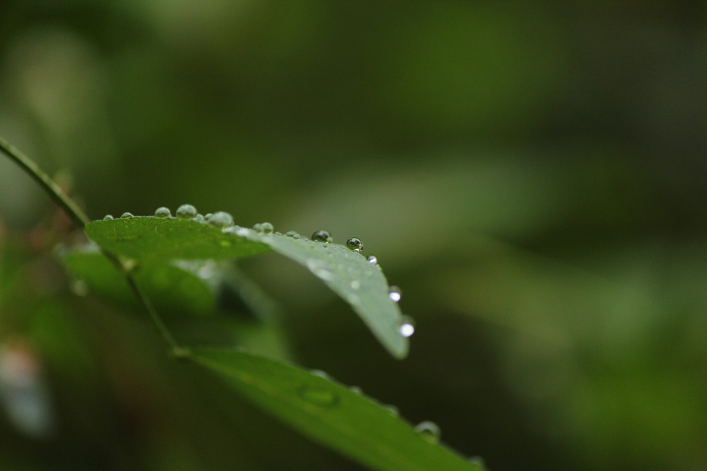 雨上がり
