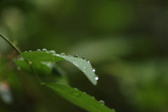 雨上がり