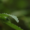 雨上がり
