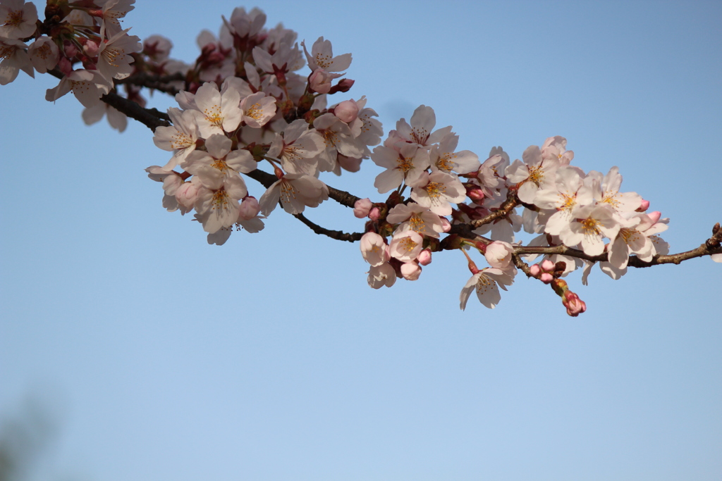 桜