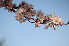 桜