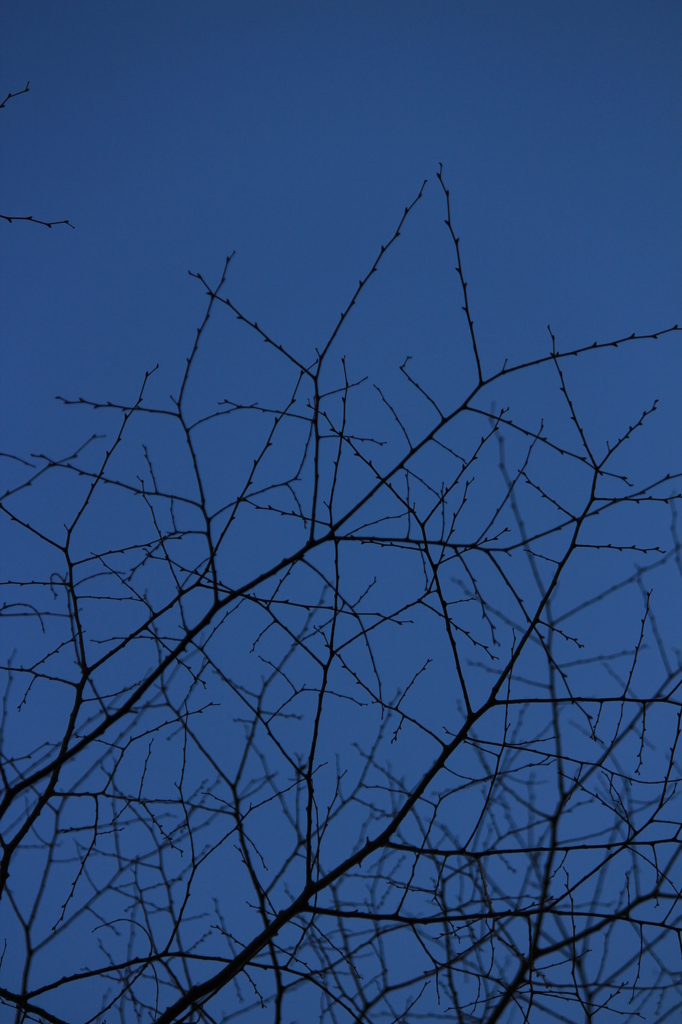 冬の空
