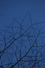 冬の空