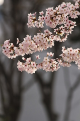 さくら