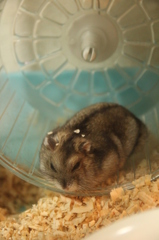 はむ