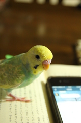 いんこ