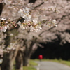 並木