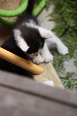 やんちゃ